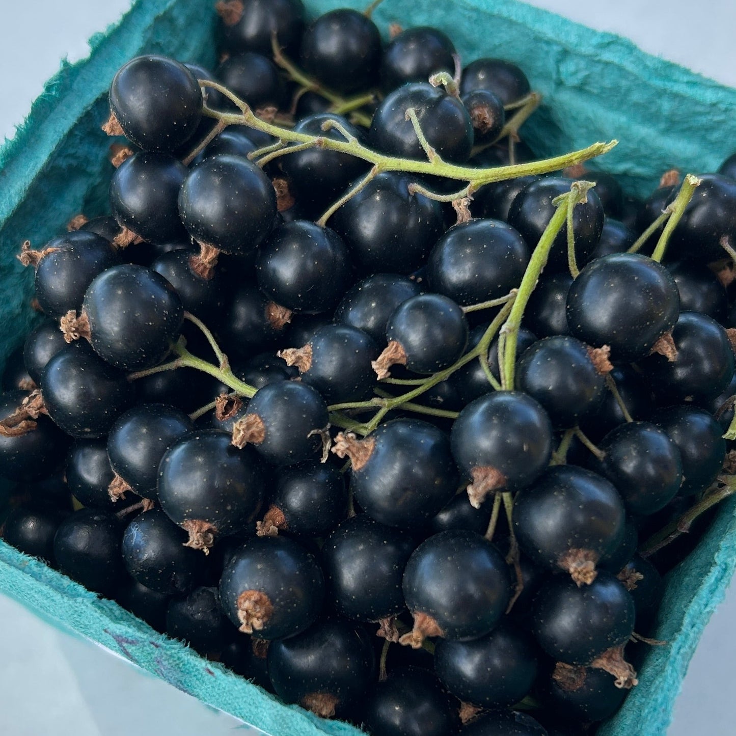 Eagle Black Currant Cutting