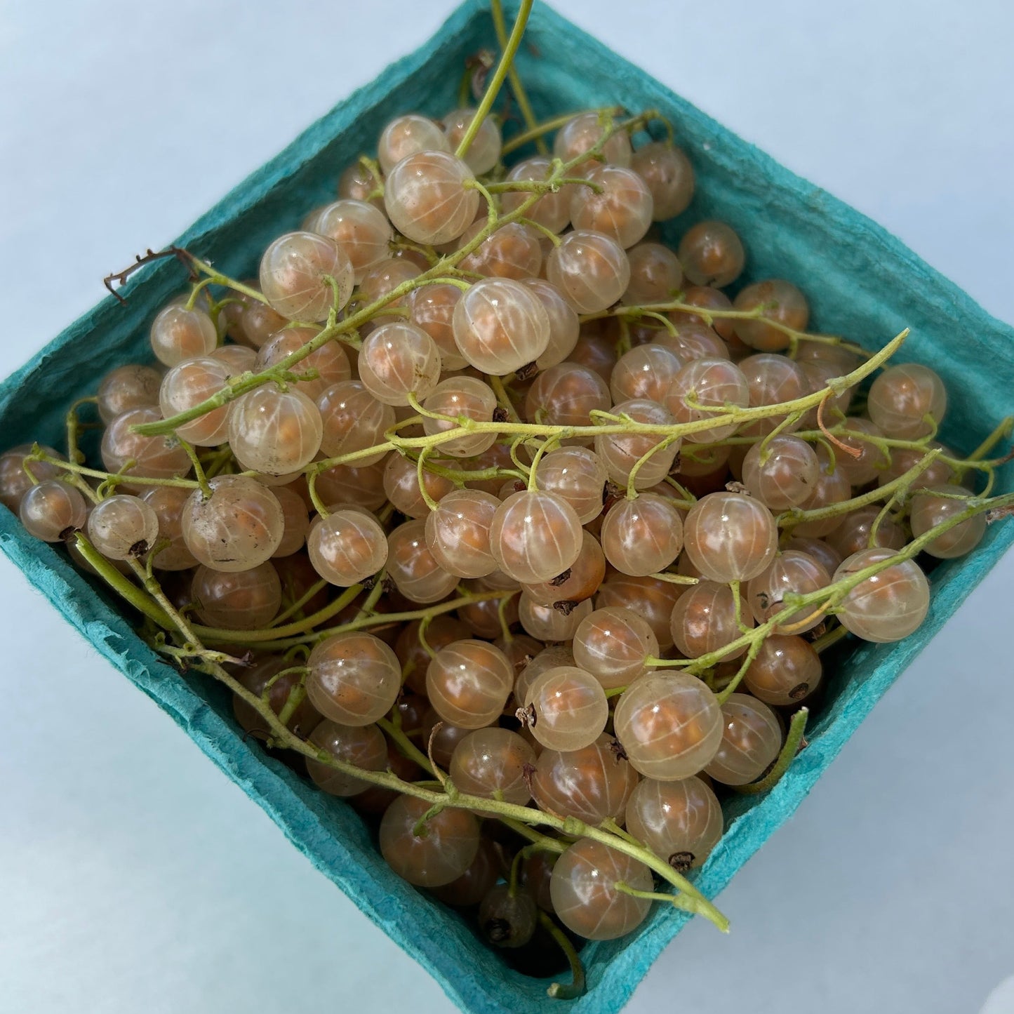 Imperial White Currant Cutting