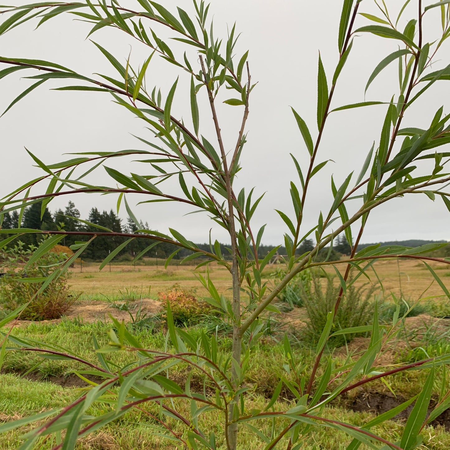 Weeping Willow Cutting