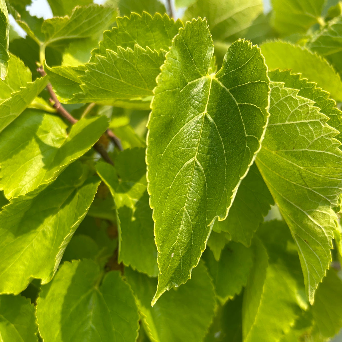 Persian Mulberry Cutting