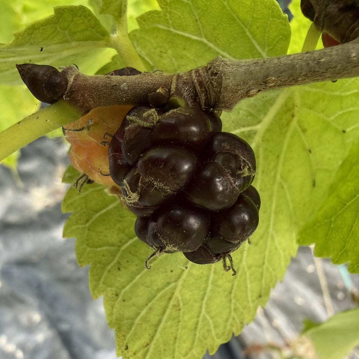 Persian Mulberry Cutting