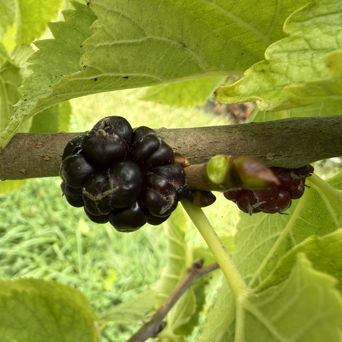 Persian Mulberry Cutting