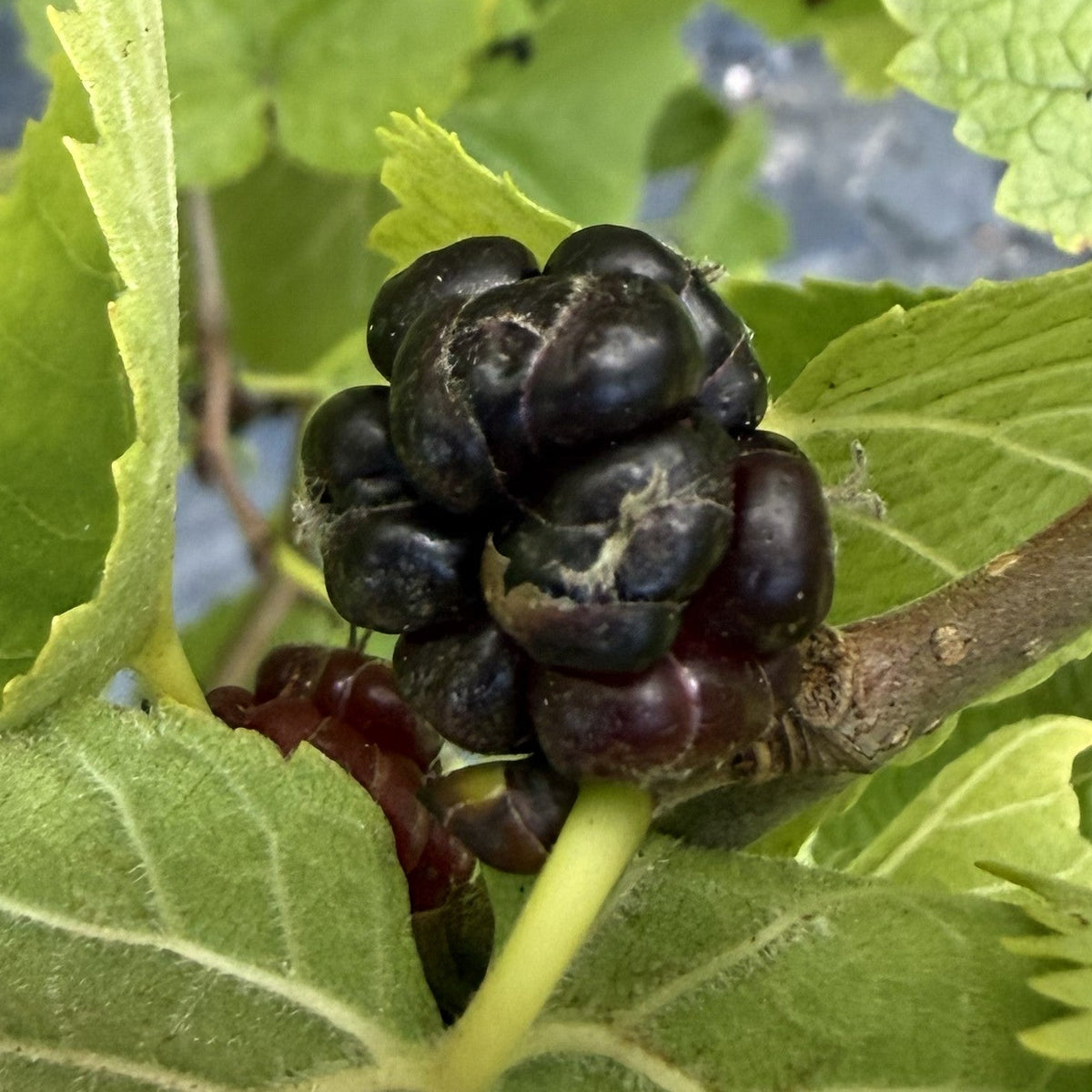 Black Beauty Mulberry Cutting