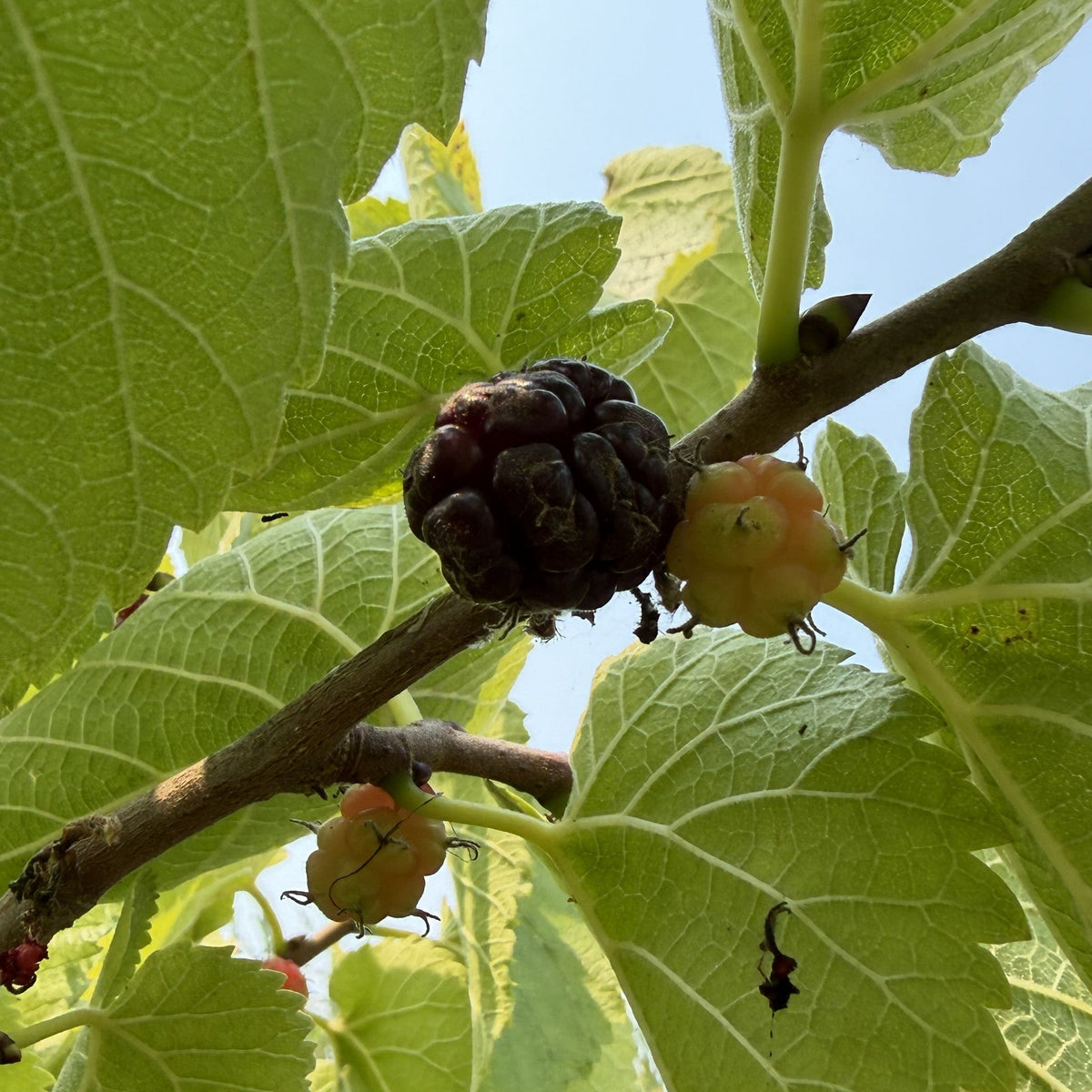 Persian Mulberry Cutting