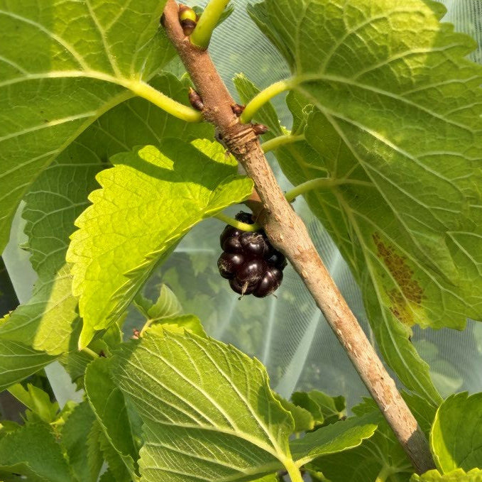 Persian Mulberry Cutting
