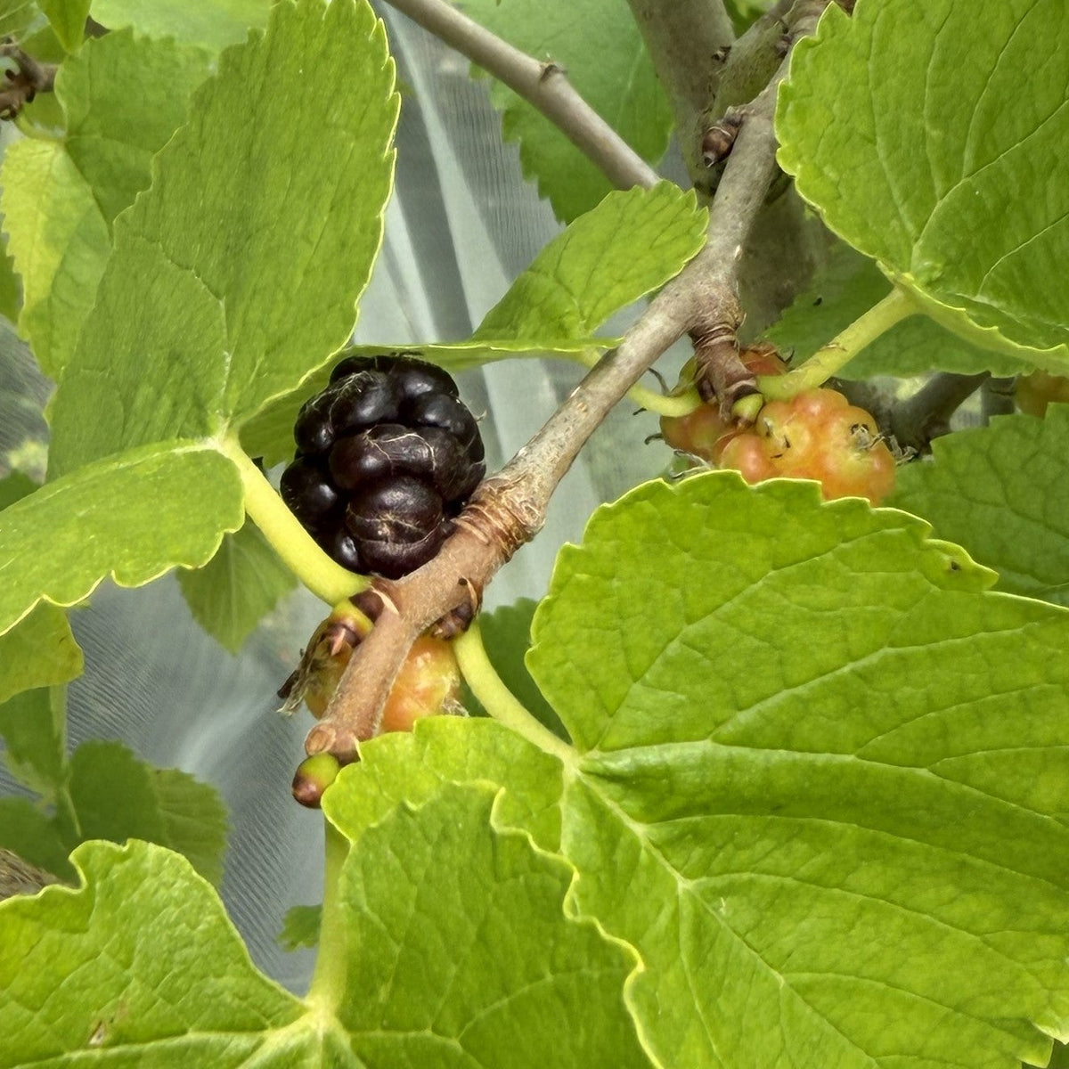 Black Beauty Mulberry Cutting