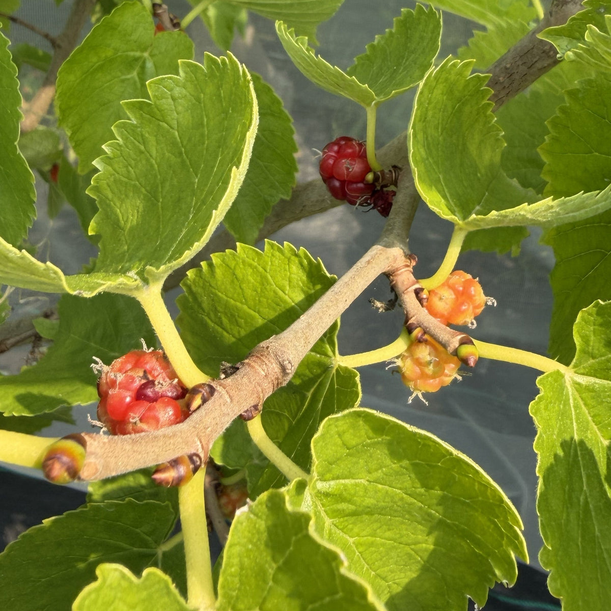 Black Beauty Mulberry Cutting
