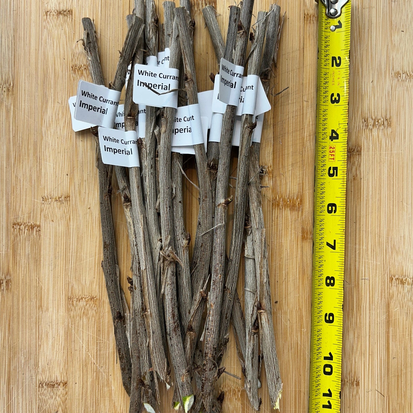 Imperial White Currant Cutting