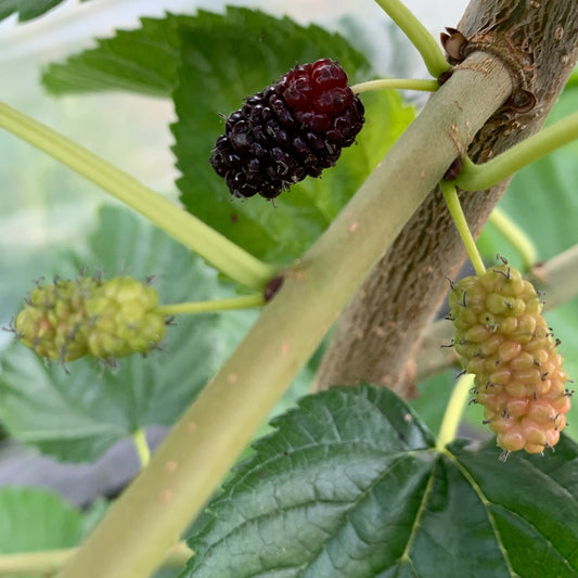 Italian Mulberry Cutting