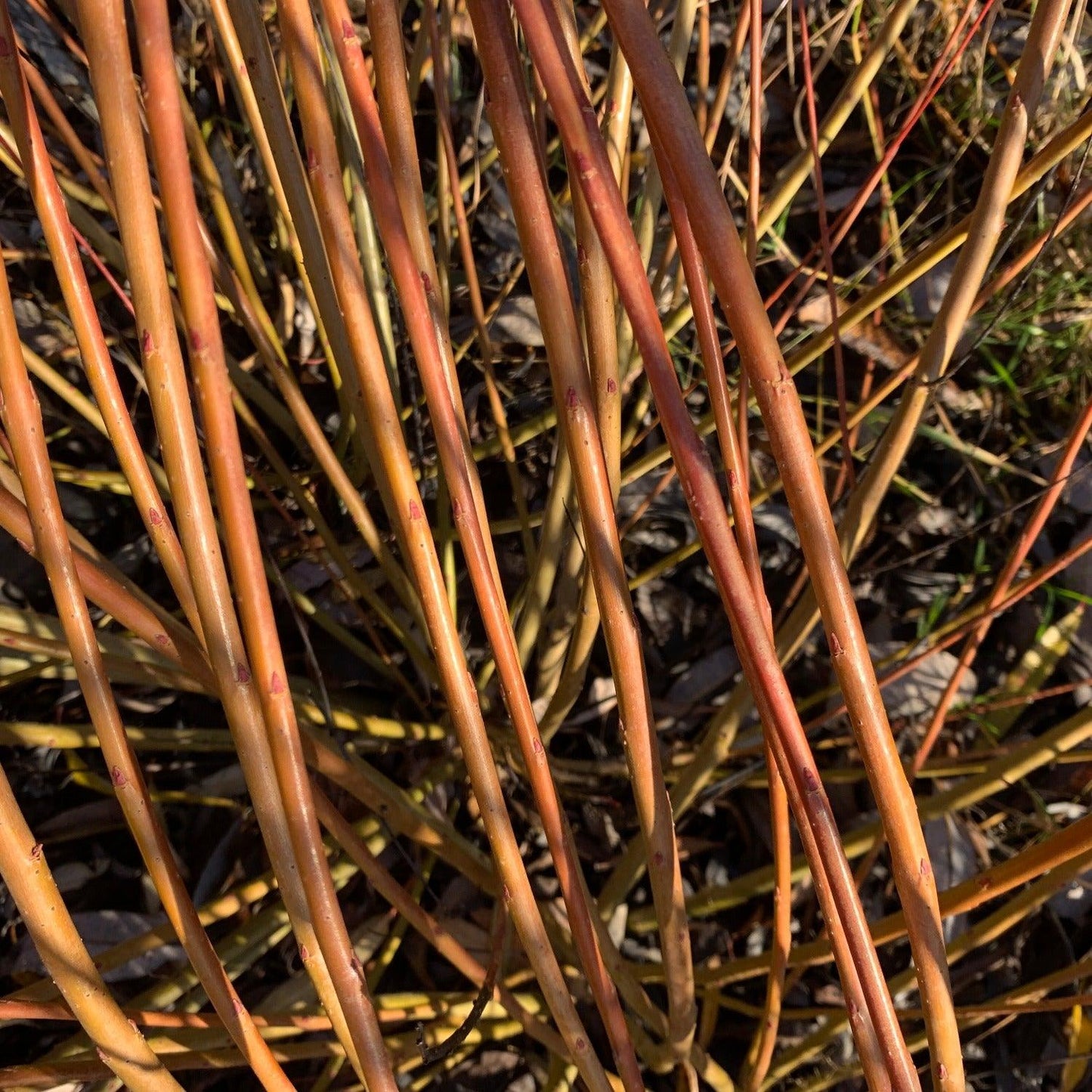 Jagiellonka Willow Cutting