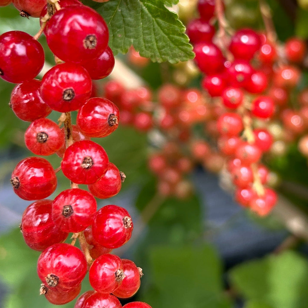 Jonkheer Van Tets Red Currant Cutting