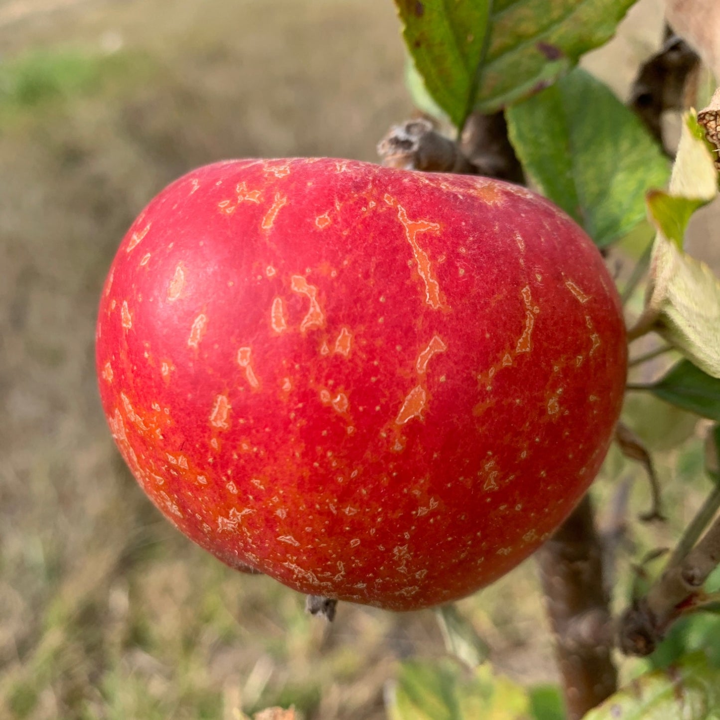 Kidd's Orange Red Apple Scionwood