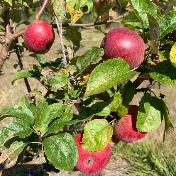 Kingston Black Apple Scionwood - Dingdong's Garden