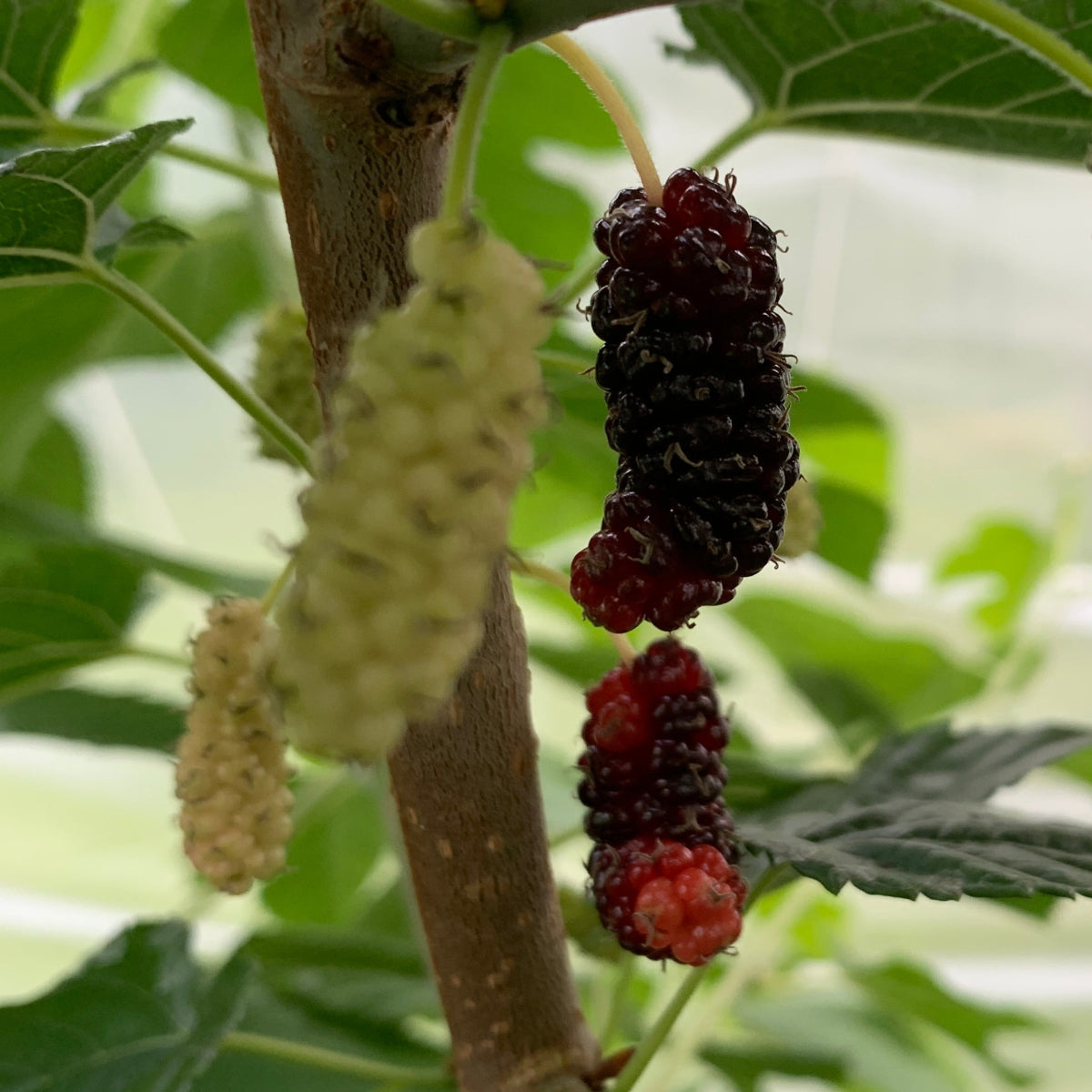 Kip Parker Mulberry Cutting