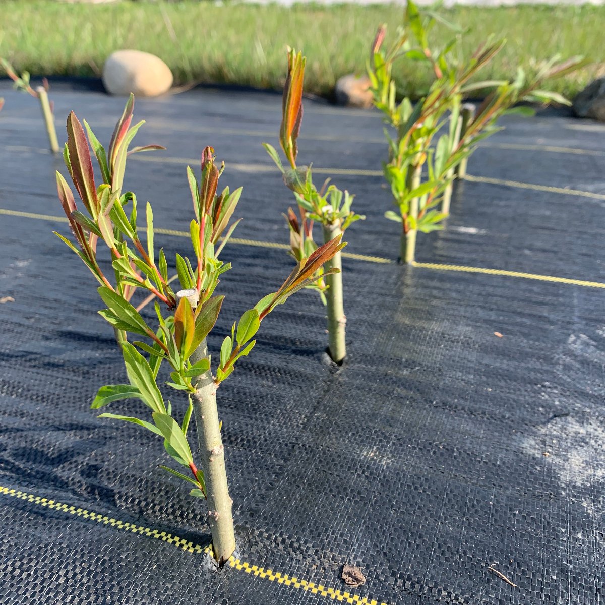 Lambertiana Willow Cutting