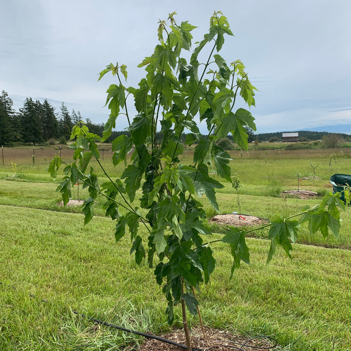 Maple Leaf Mulberry Cutting