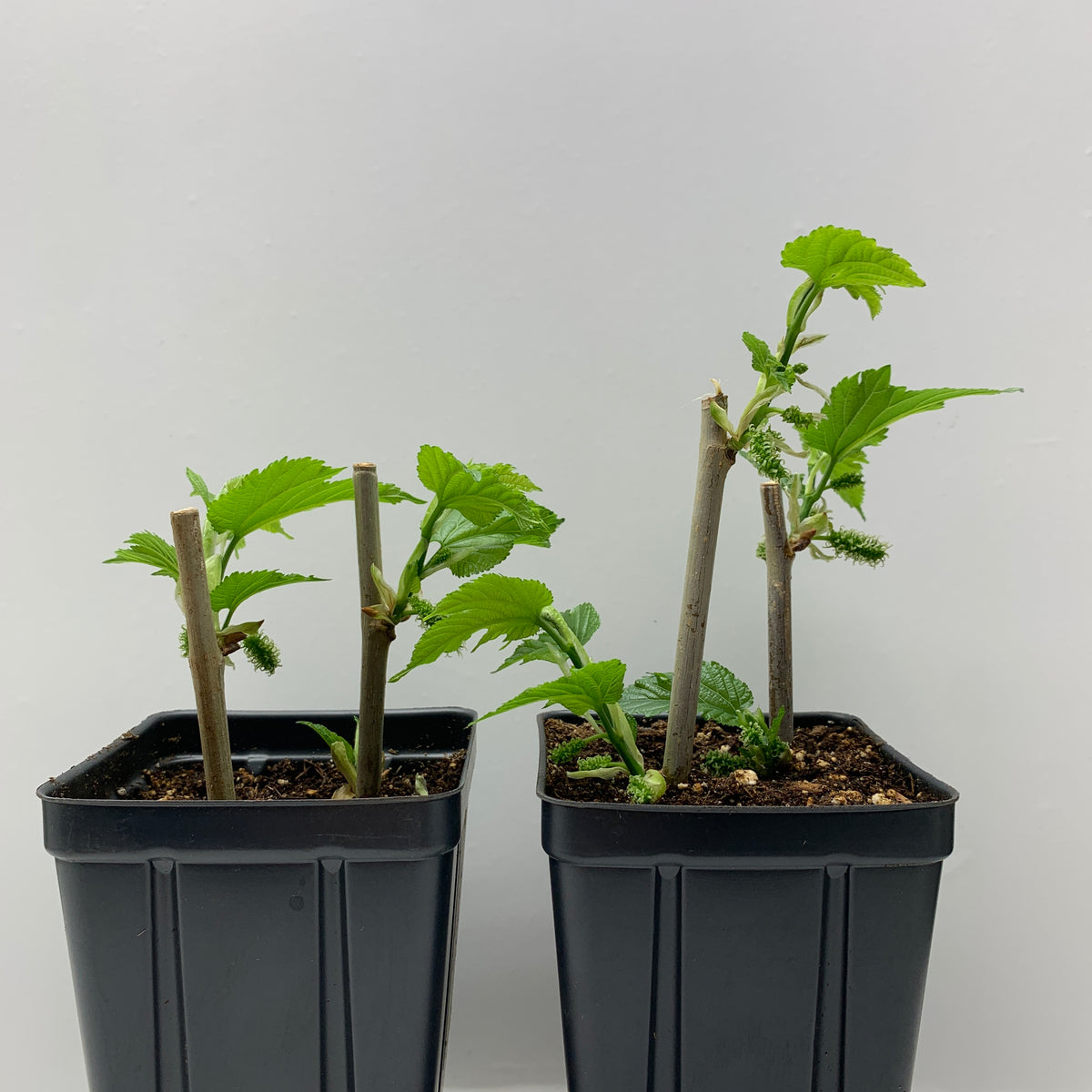 Maple Leaf Mulberry Cutting