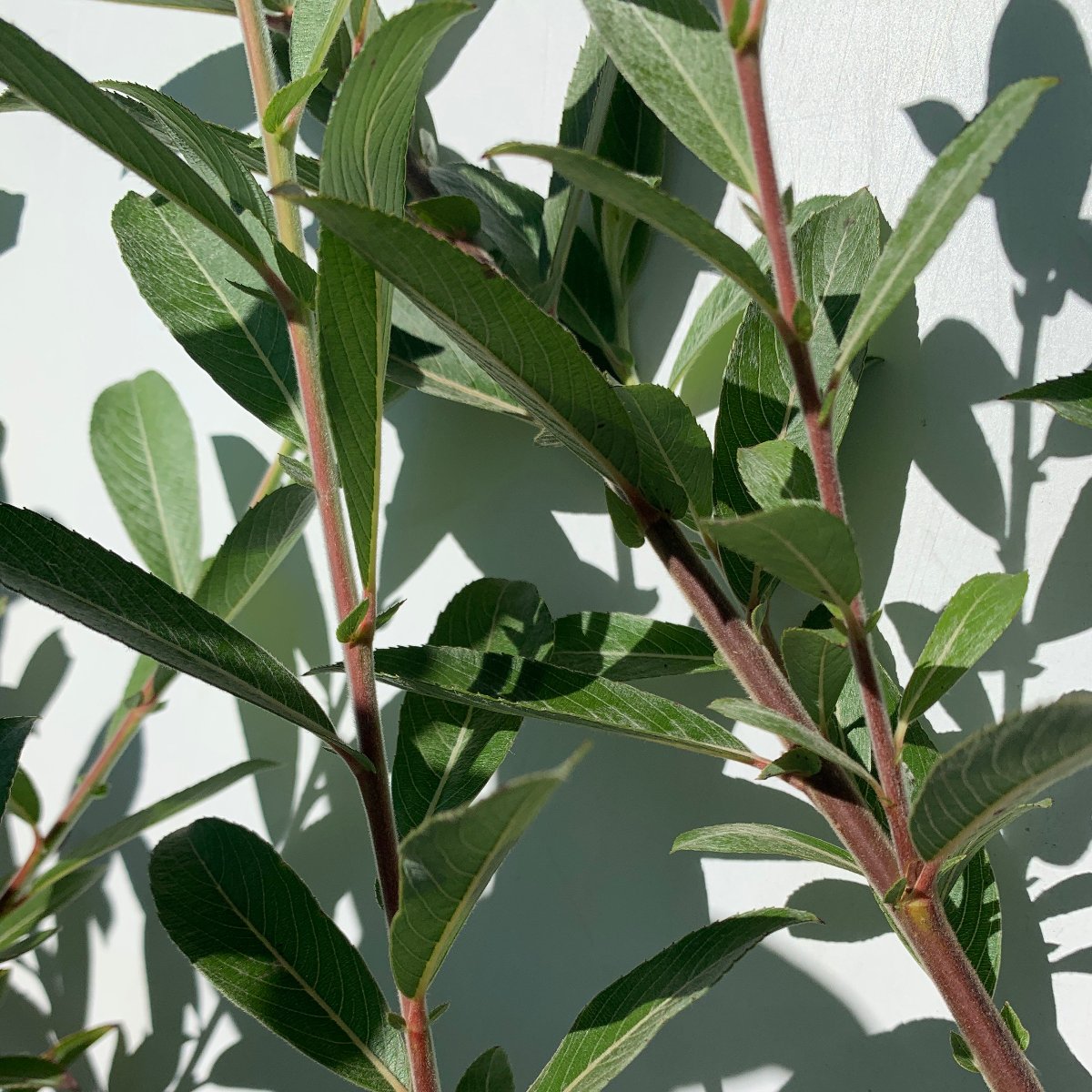 Mount Aso, Japanese Pink Willow Cutting