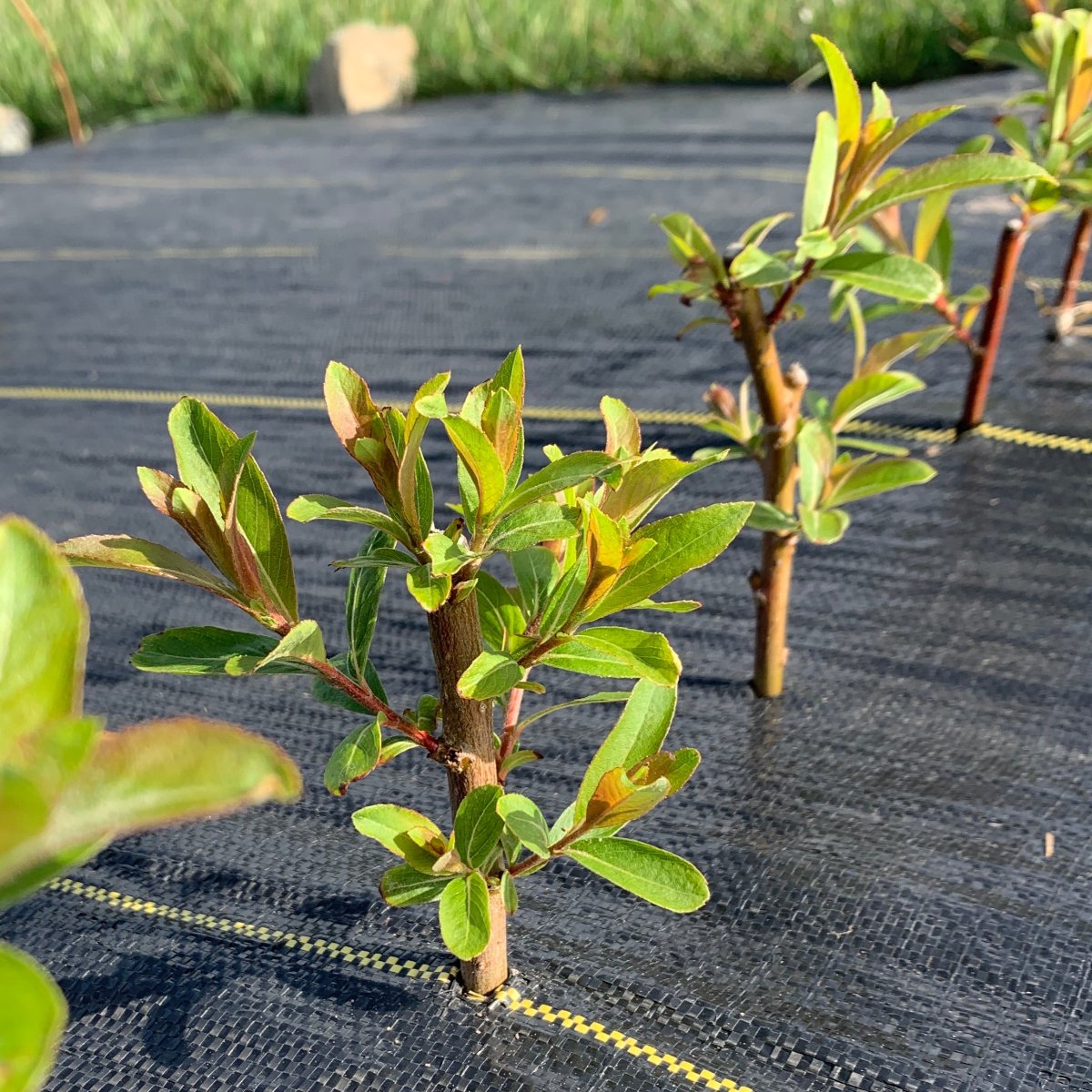 Mount Aso, Japanese Pink Willow Cutting