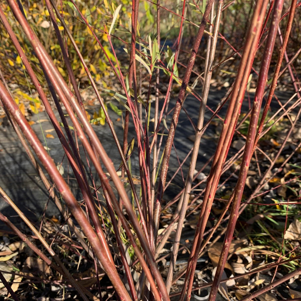 Nancy Saunders Willow Cutting