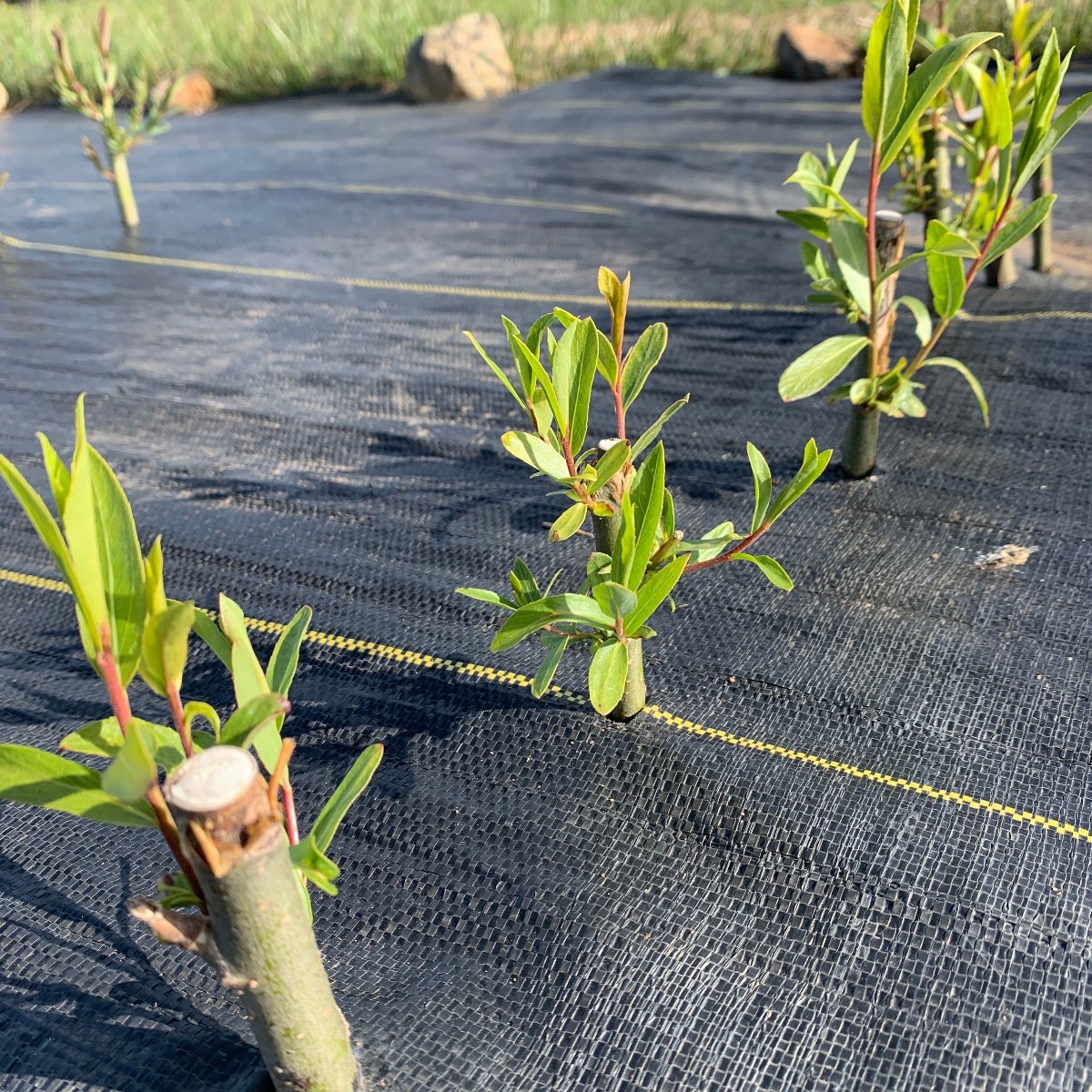 Navajo, Globe Willow Cutting