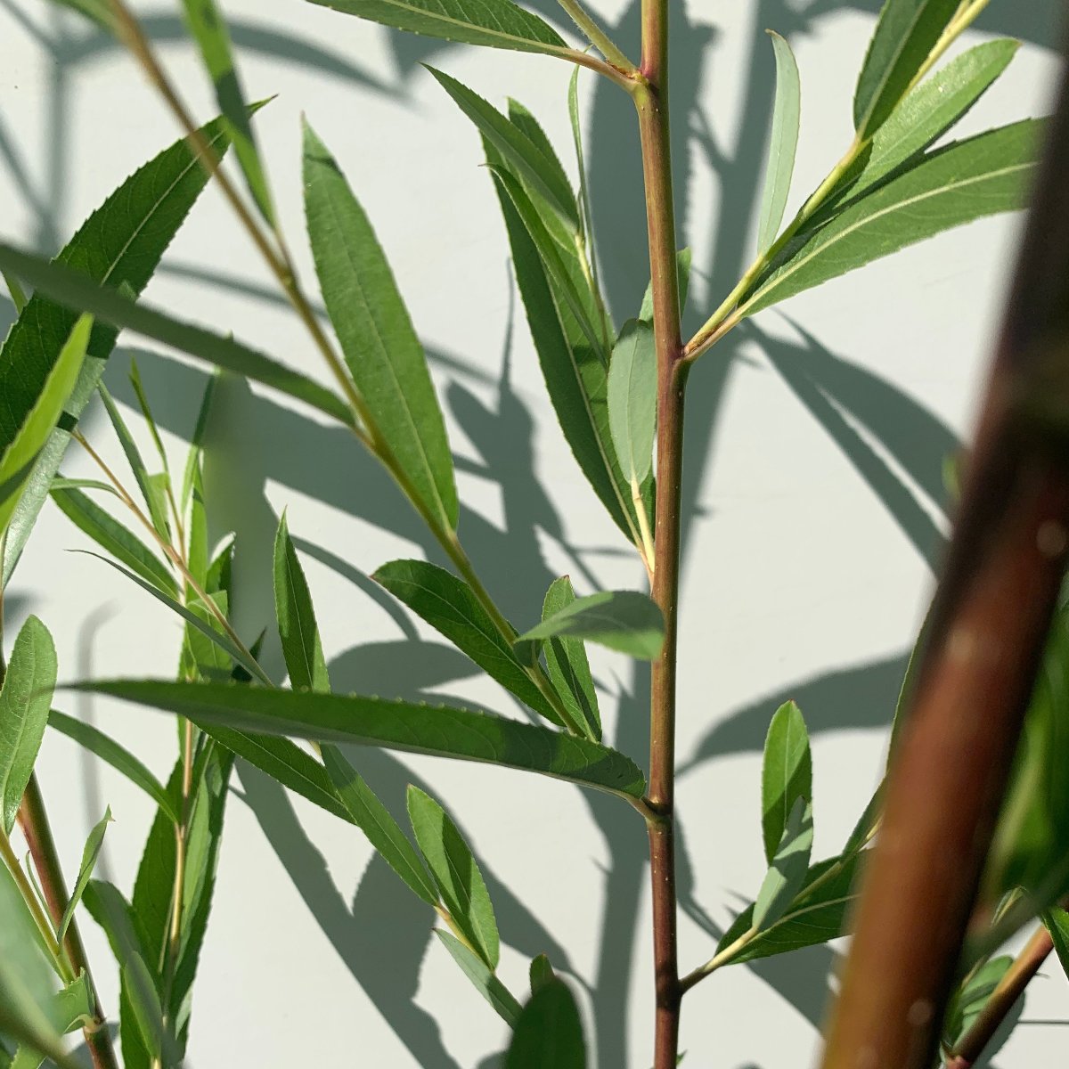 Navajo, Globe Willow Cutting