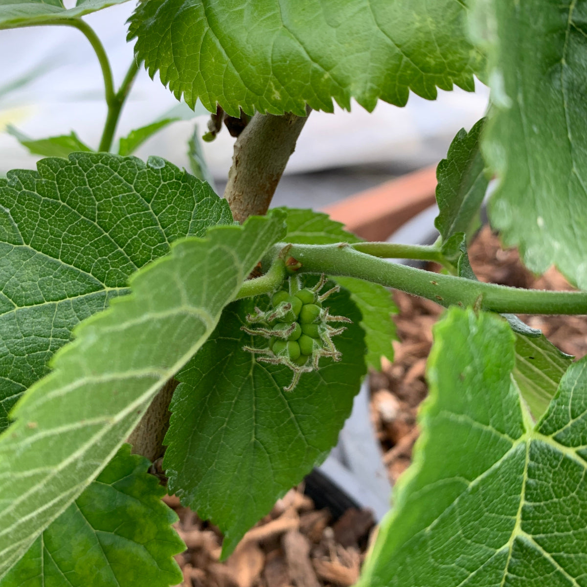 Noir de Spain Mulberry Cutting