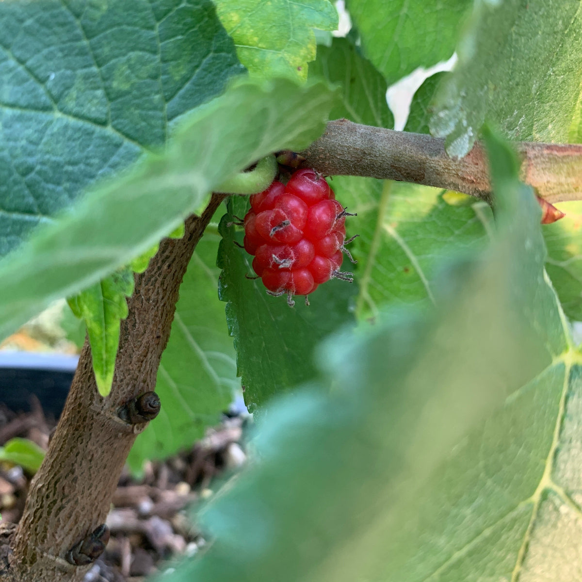 Noir de Spain Mulberry Cutting