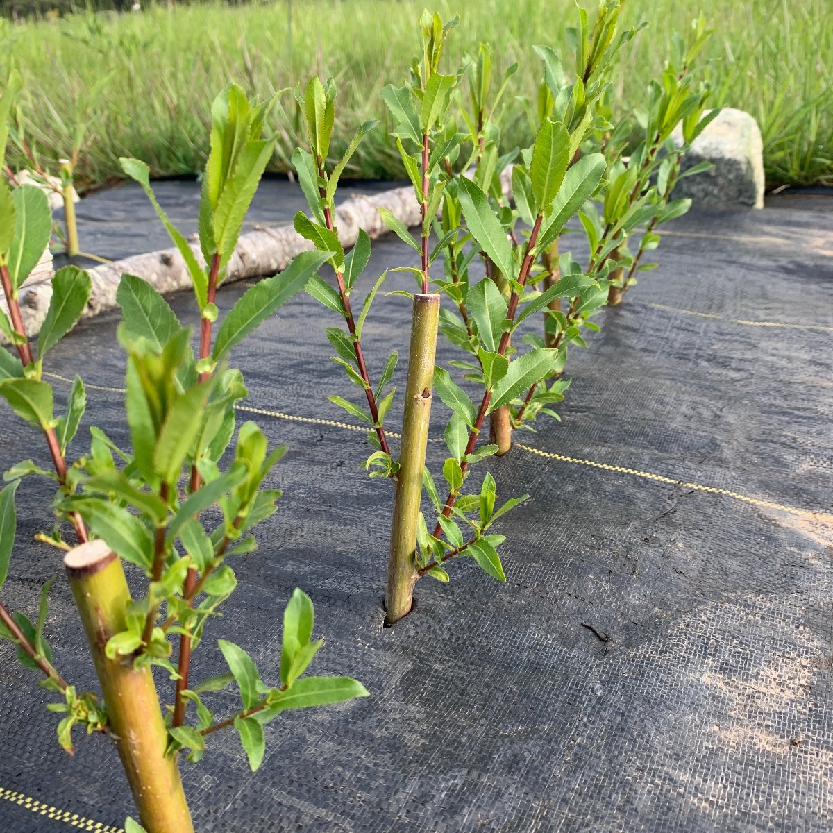 Noire de Villaines Willow Cutting