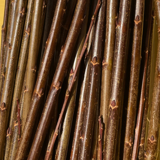 Noire de Villaines Basketry Willow Bulk Grower Bundle - 60pc