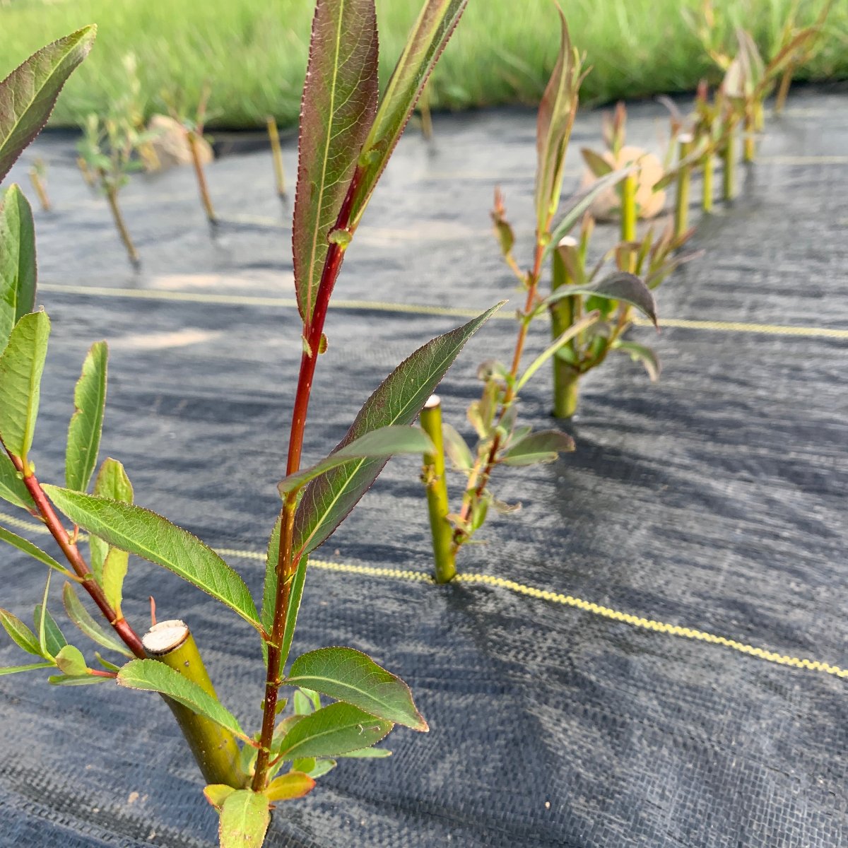 Pacific, Shining, Red, Whiplash Willow Cutting