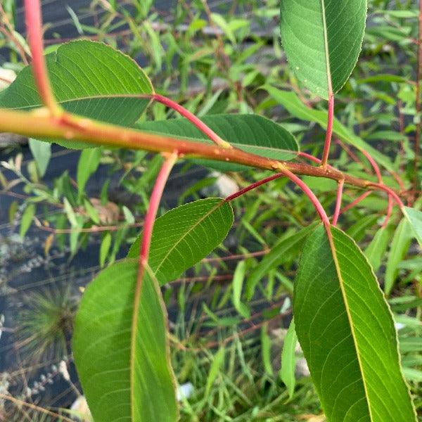 Peach Leaf Willow Cutting - Dingdong's Garden