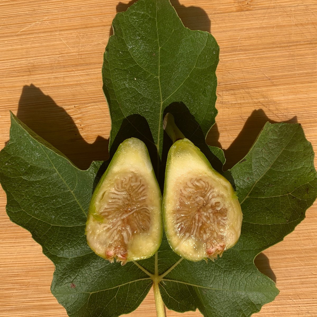 Peters Honey Fig Cutting