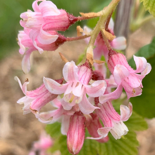 Pokey's Pink Flowering Currant Cutting