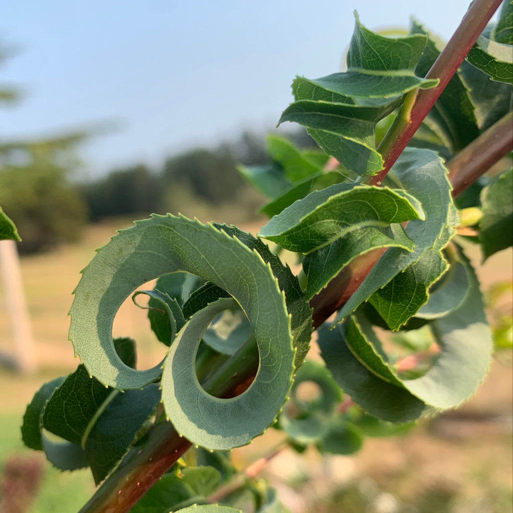 Ramshorn Willow Cutting