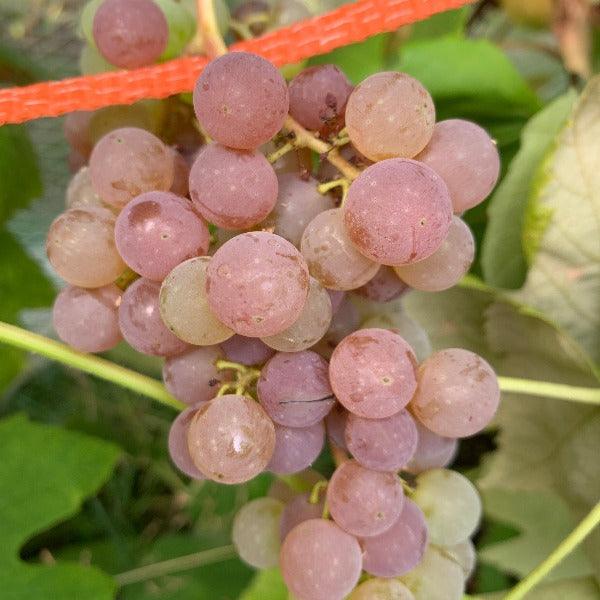 Reliance Table Grape Cutting - Dingdong's Garden