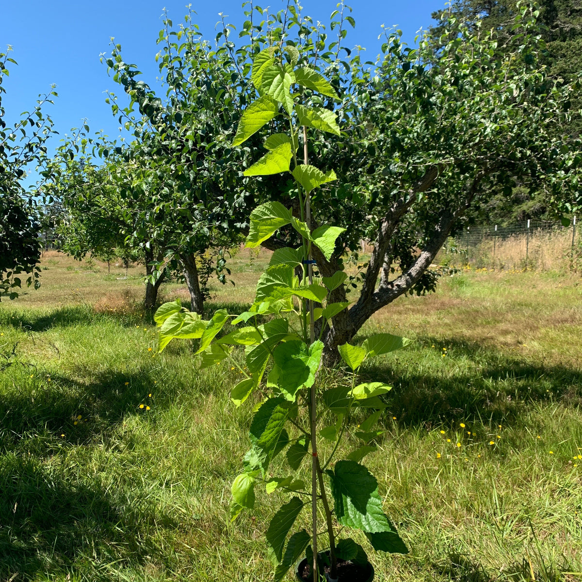 Riviera Mulberry Cutting