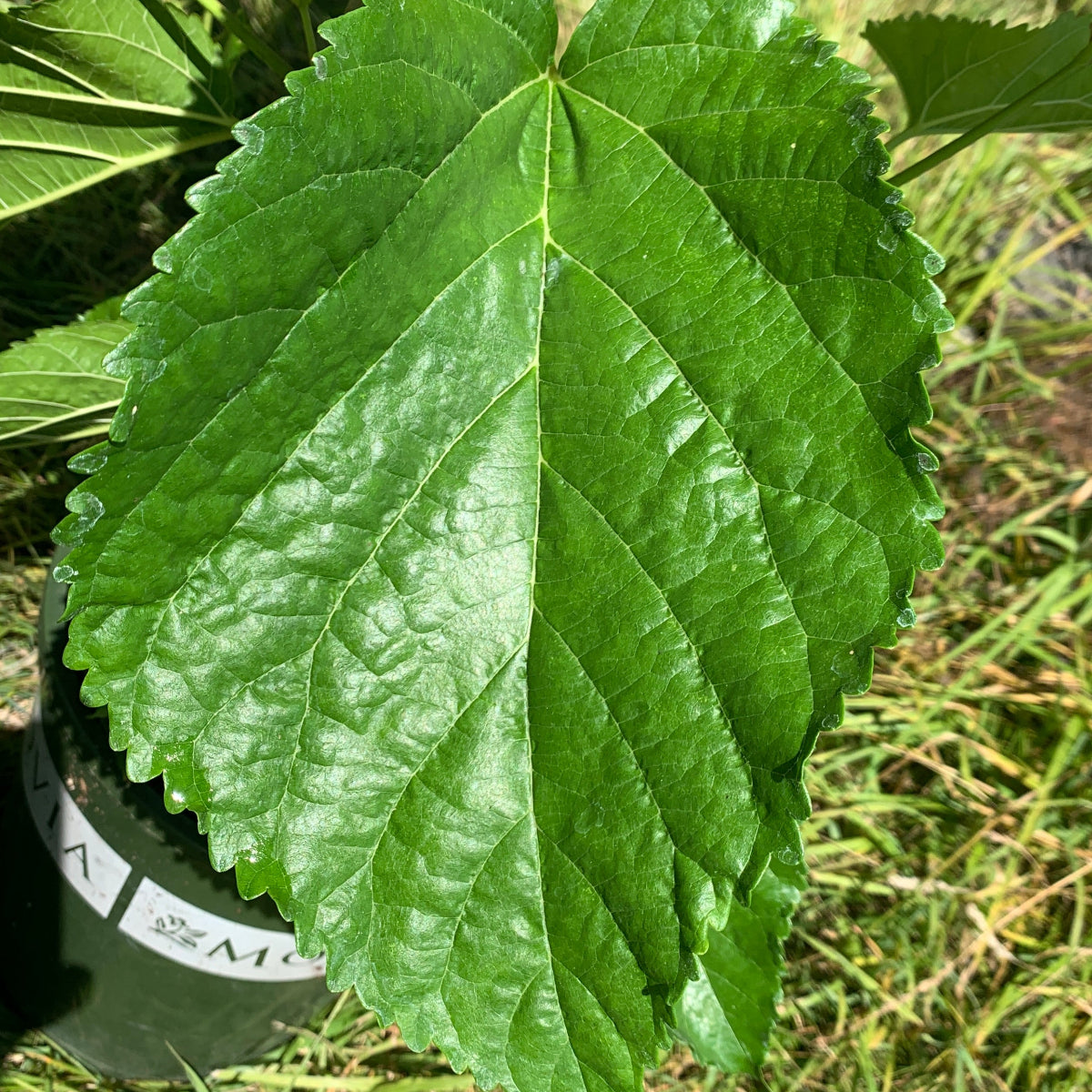 Riviera Mulberry Cutting