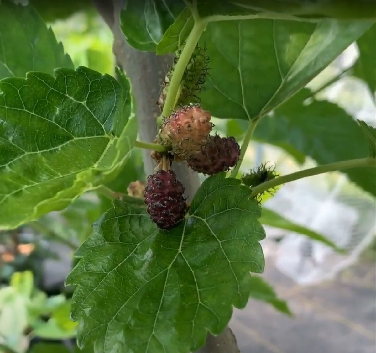 Easier-to-Root Mulberry Bundle - Jan's Best, Riviera, Oscar, Walker's Greenstock - 4pc