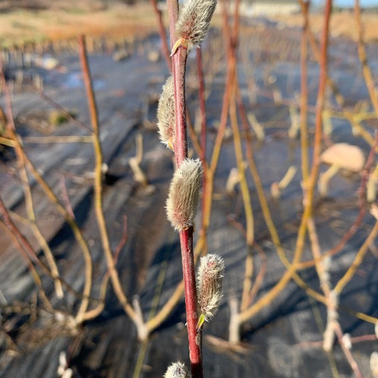 Rose-gold Pussy Willow Cutting