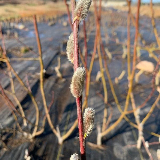 Rose-gold Pussy Willow Cutting - Dingdong's Garden