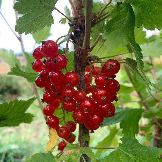 Rovada Red Currant Cutting - Dingdong's Garden