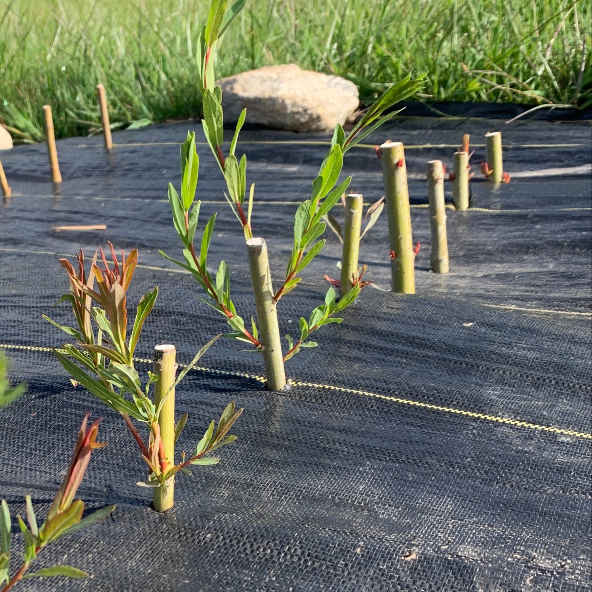 Rubykins Willow Cutting