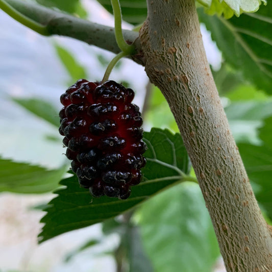 Rupp's Romanian Mulberry Cutting