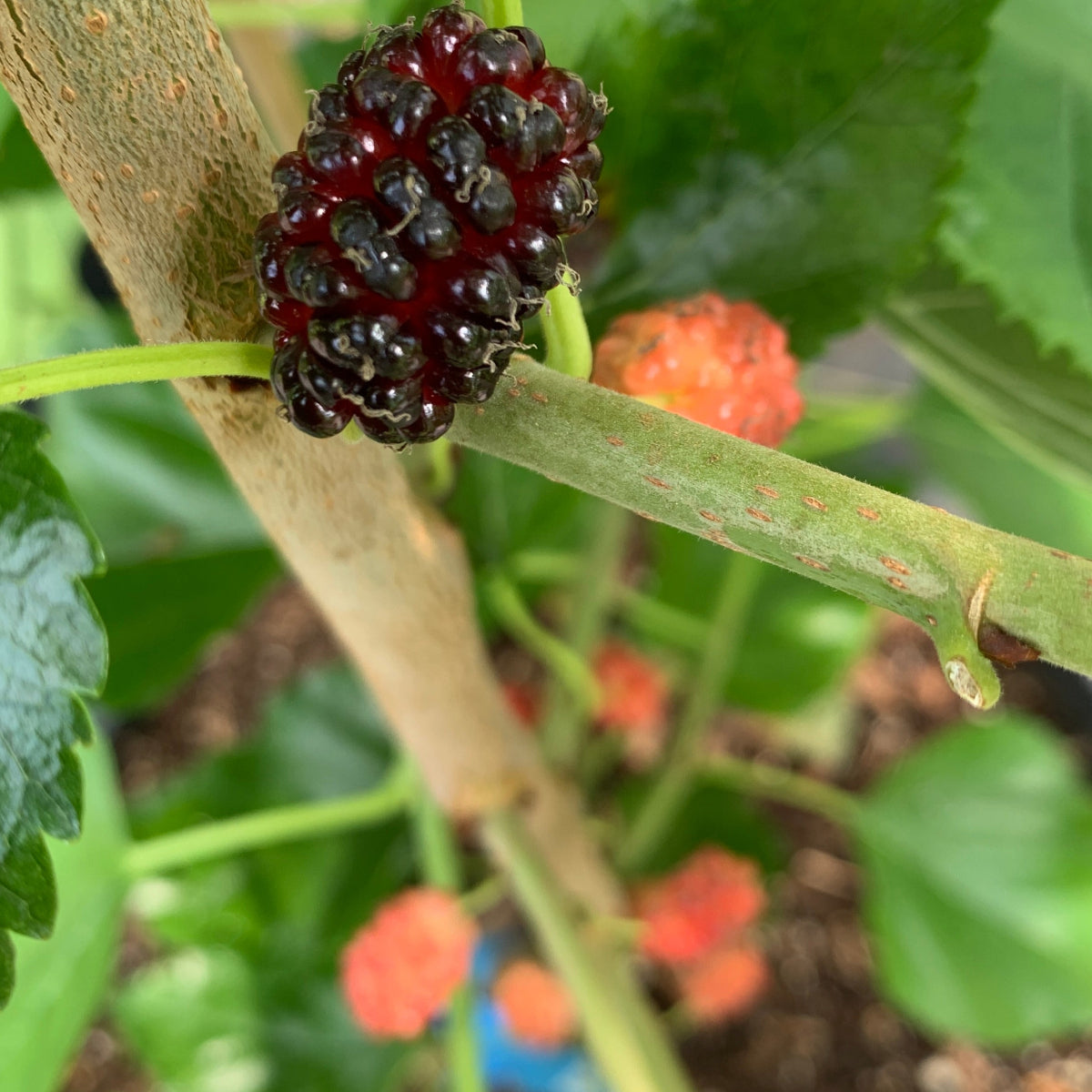 Rupp's Romanian Mulberry Cutting