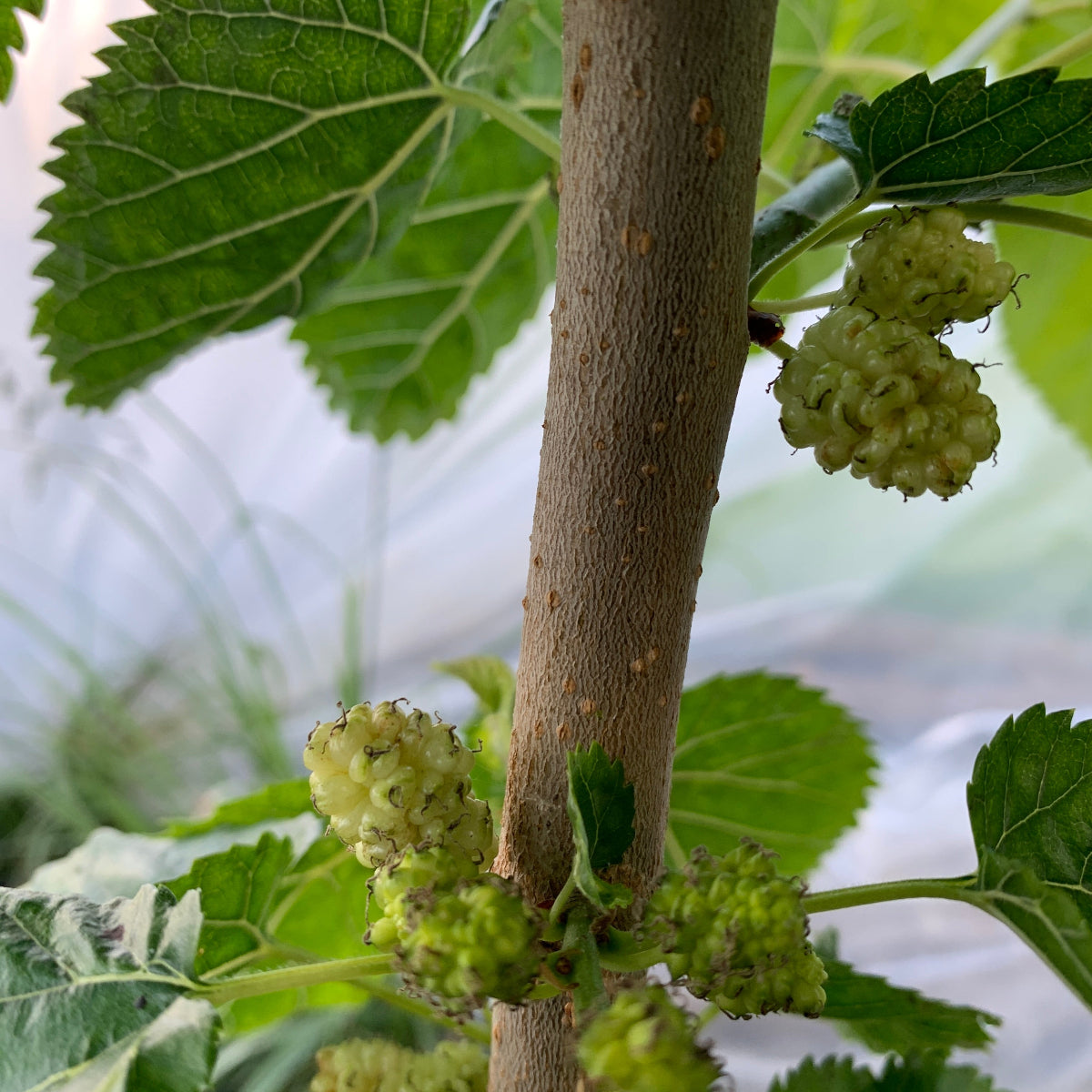 San Martin Mulberry Cutting