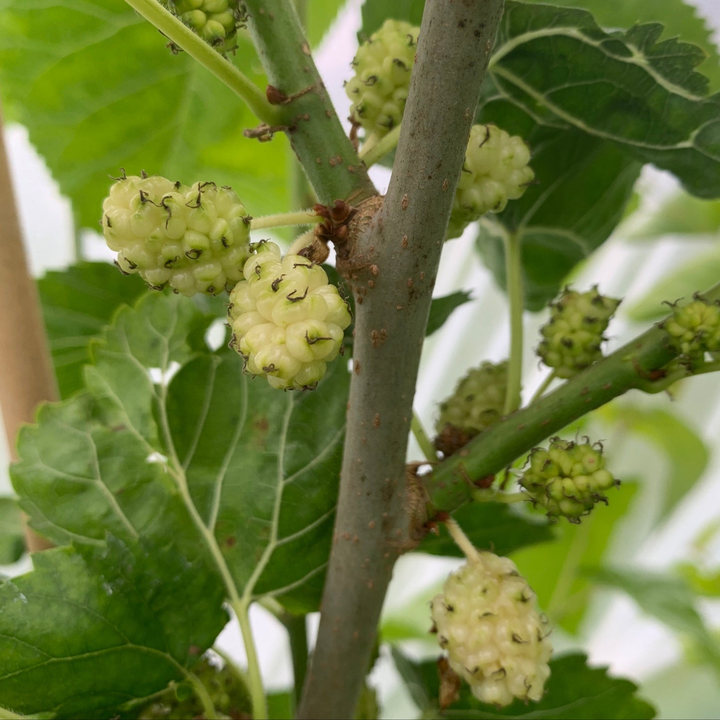 San Martin Mulberry Cutting