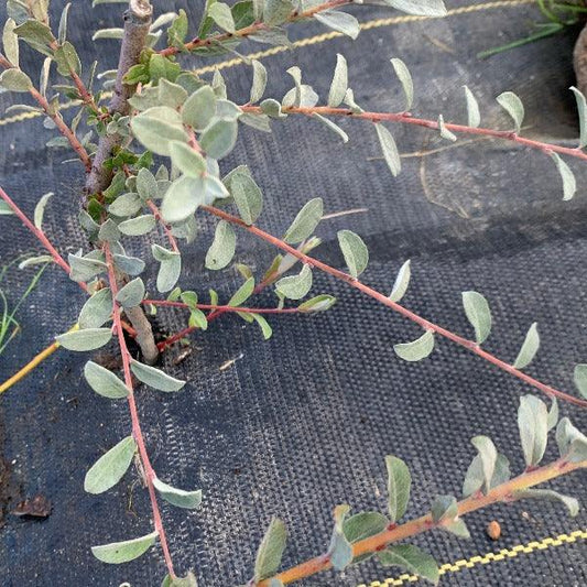 Creeping Silver Willow Cutting