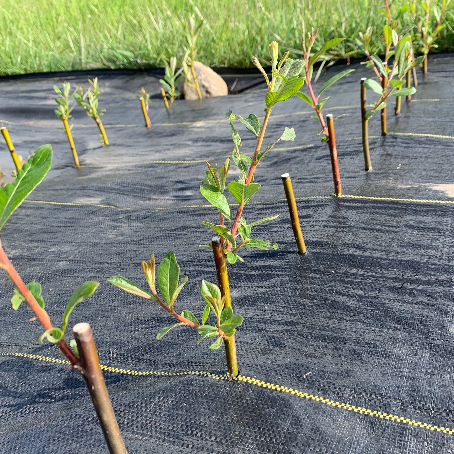 Sitka Willow Cutting