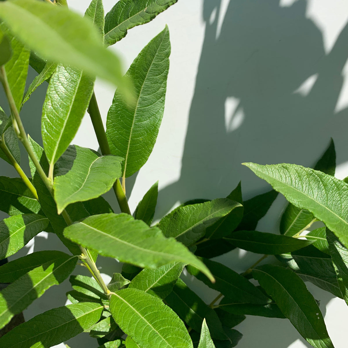 Smith's Willow Cutting